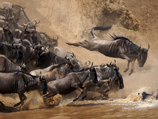 wildebeests-jumping-kenya_28400_990x742.jpg