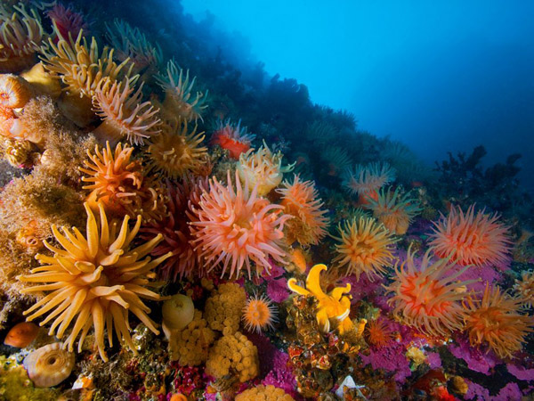 anemones-soft-corals_28379_990x742.jpg