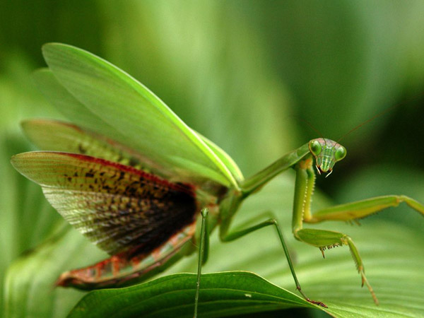 praying-mantis-virginia_28393_990x742.jpg