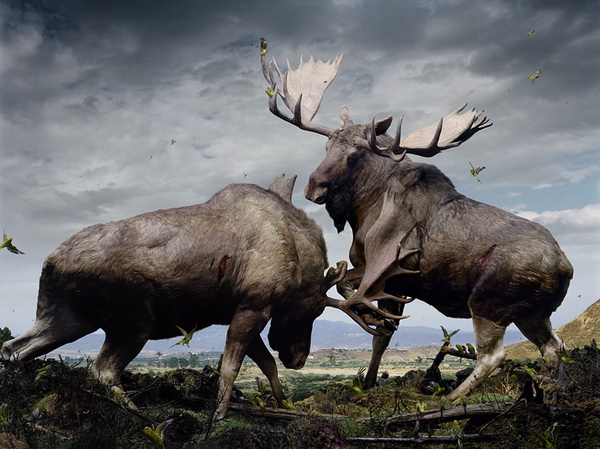 simen-johan-taxidermy-2_.jpg