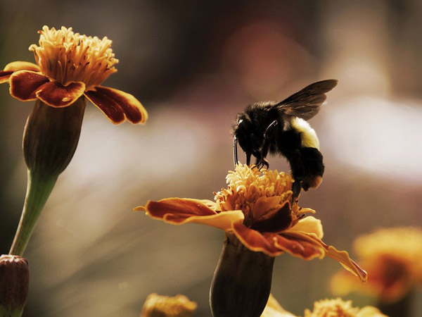 bumblebee-flowers_30715_990x742.jpg