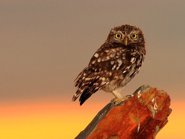 little-owl-spain_30719_990x742.jpg