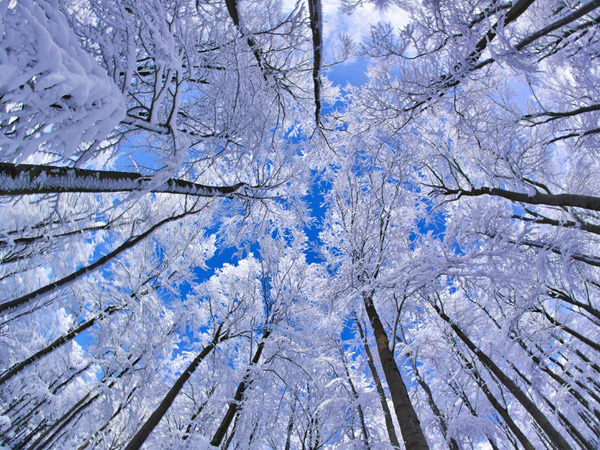 beech-forest-germany-snow_30741_990x742.jpg