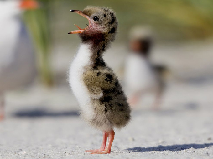 common-tern-chick_31776_990x742.jpg