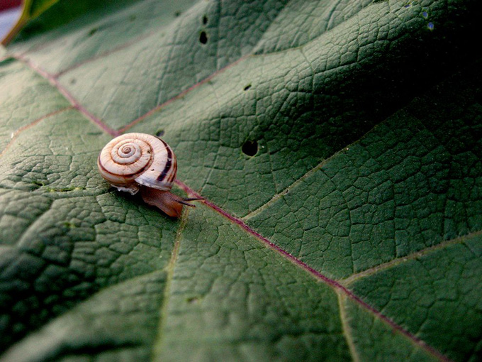 snail-green-leaf_31793_990x742.jpg