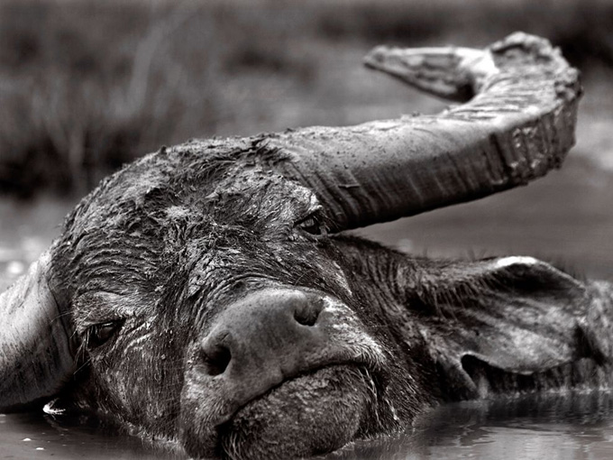 buffalo-muddy-water-indonesia_31775_990x742.jpg