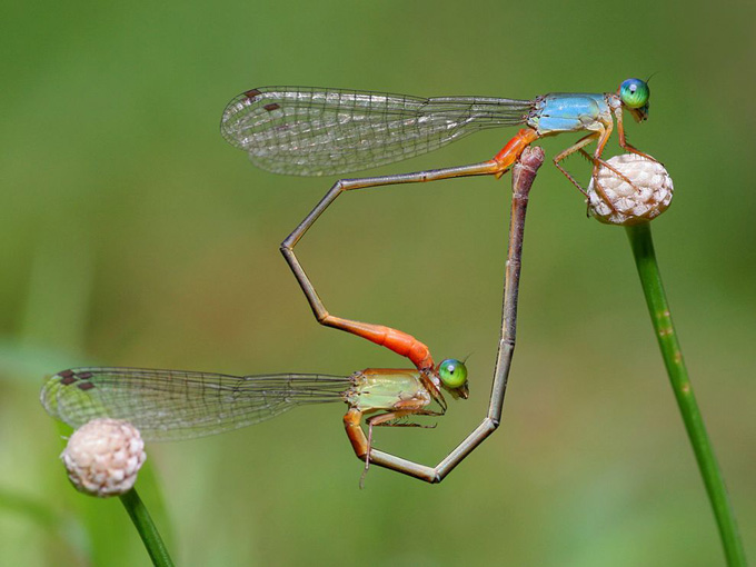 damselflies-heart-shape_31778_990x742.jpg