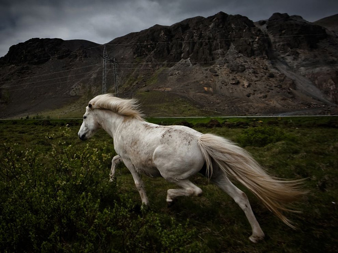 horse-near-mountains_31784_990x742.jpg