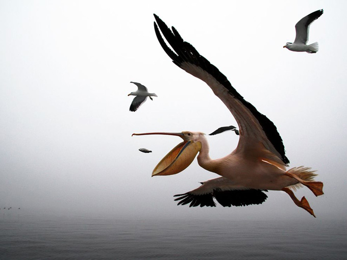 pelican-walvis-bay-namibia_31789_990x742.jpg