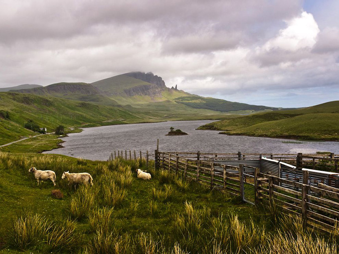 scottish-highlands-livestock_31792_990x742.jpg