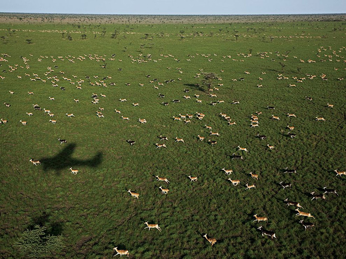 white-eared-kob-herd-sudan_31795_990x742.jpg