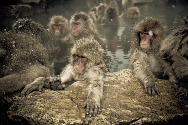 snow_monkeys-02.jpg