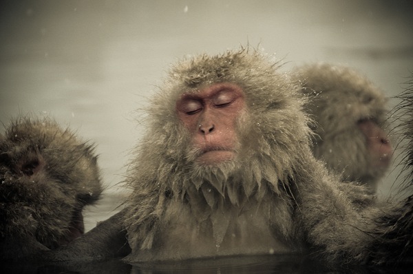 snow_monkeys-05.jpg