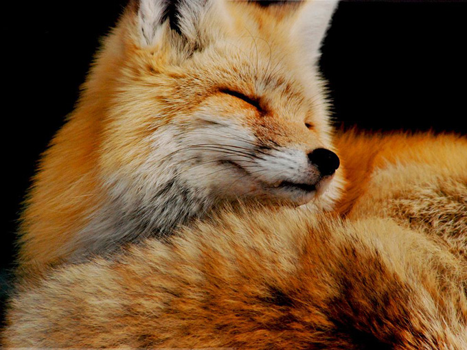 fox-washington-mount-rainier_31780_990x742.jpg