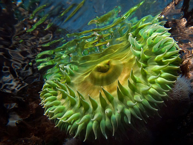 green-anemone-vancouver-island_31782_990x742.jpg
