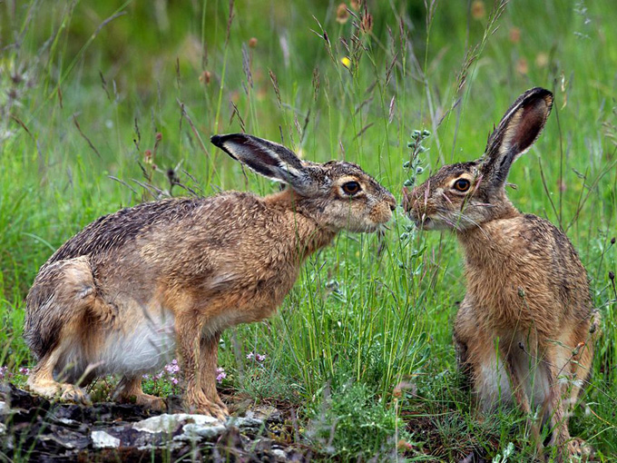 hares-italy_31783_990x742.jpg