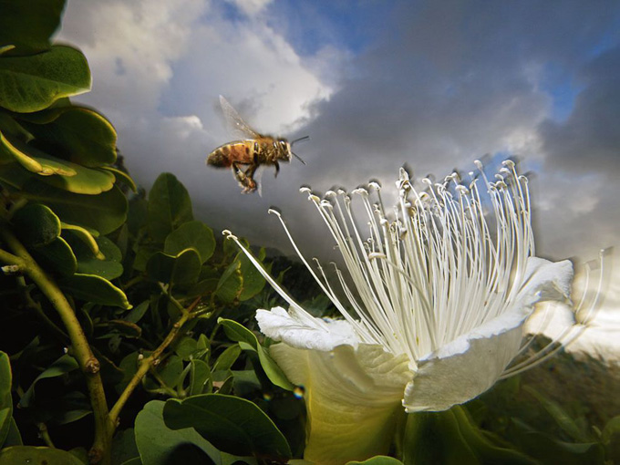 honeybee-flower-kauai_32102_990x742.jpg