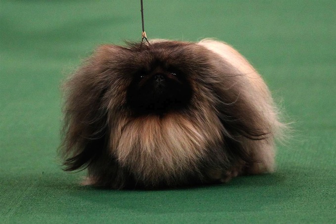 westminster_dog_kennel_show_02.jpg