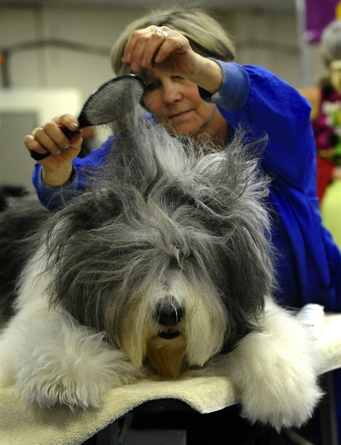 westminster_dog_kennel_show_03.jpg