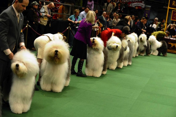 westminster_dog_kennel_show_04.jpg