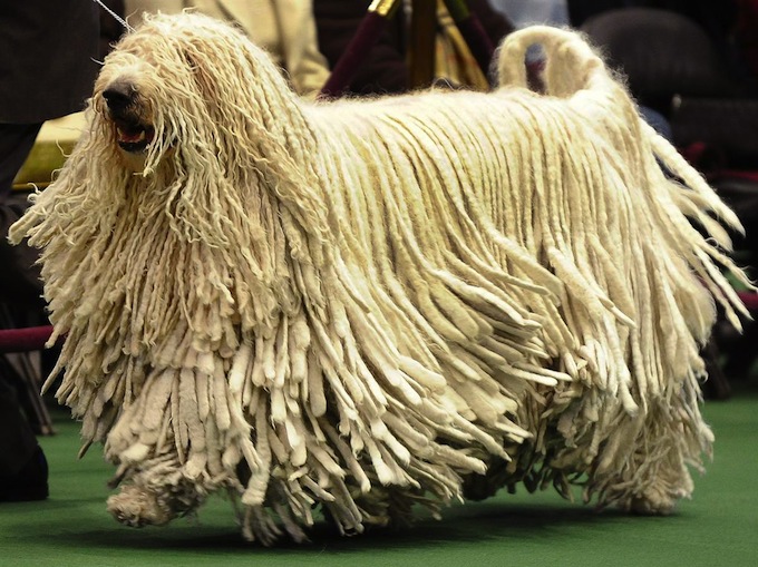 westminster_dog_kennel_show_06.jpg