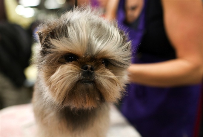 westminster_dog_kennel_show_07.jpg