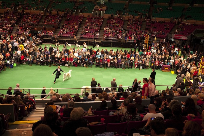 westminster_dog_kennel_show_08.jpg