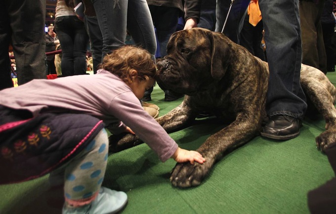 westminster_dog_kennel_show_12.jpg