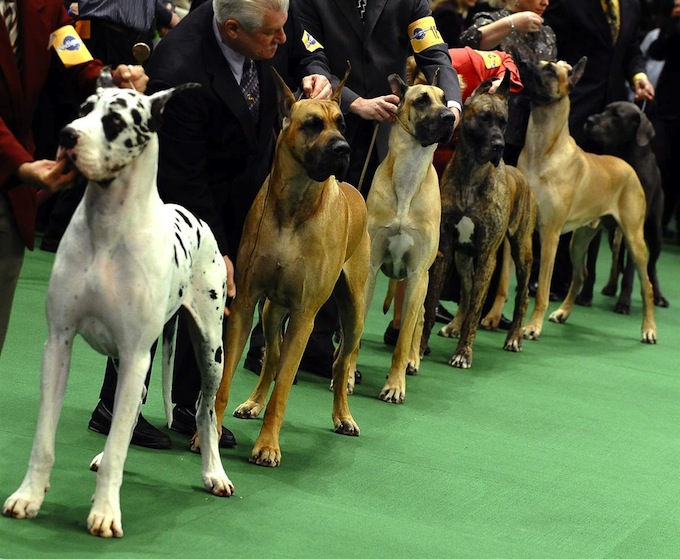 westminster_dog_kennel_show_13.jpg