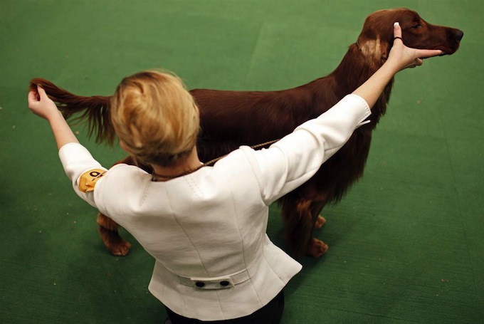 westminster_dog_kennel_show_14.jpg