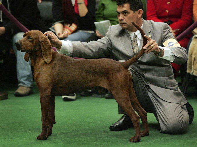 westminster_dog_kennel_show_15.jpg