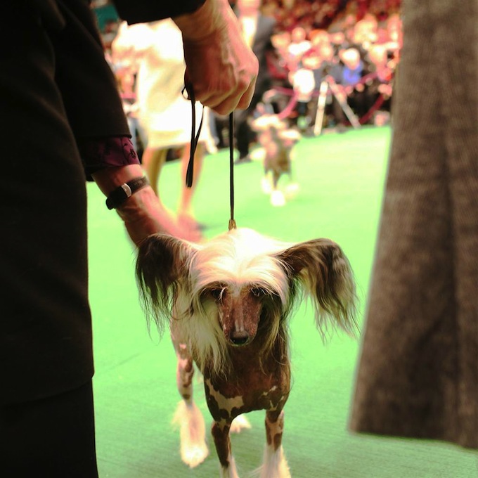 westminster_dog_kennel_show_17.jpg