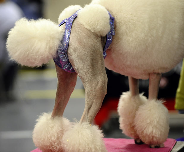 westminster_dog_kennel_show_23.jpg