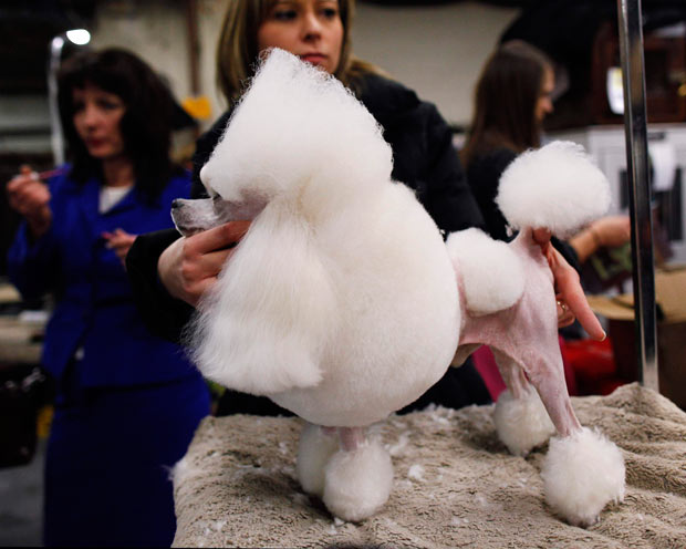 westminster_dog_kennel_show_26.jpg