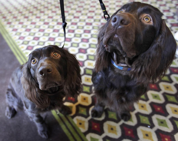 westminster_dog_kennel_show_27.jpg