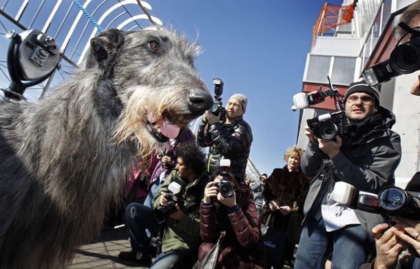 westminster_dog_kennel_show_34.jpg