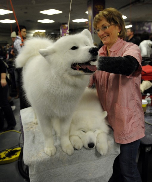 westminster_dog_kennel_show_37.jpg