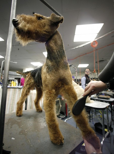 westminster_dog_kennel_show_39.jpg