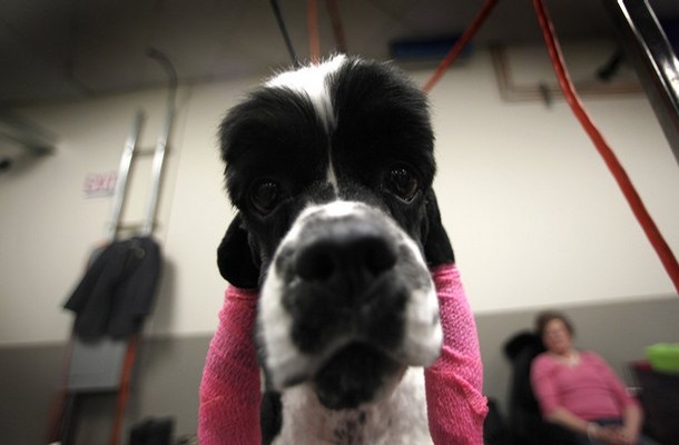 westminster_dog_kennel_show_40.jpg