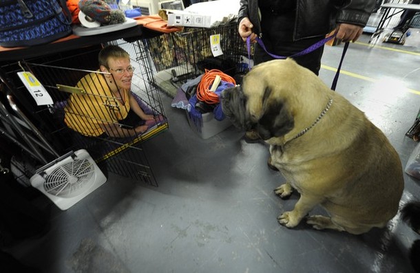 westminster_dog_kennel_show_42.jpg