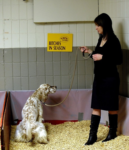 westminster_dog_kennel_show_43.jpg