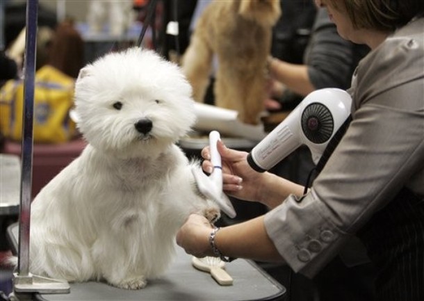 westminster_dog_kennel_show_46.jpg