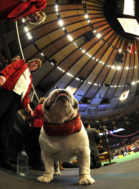 westminster_dog_kennel_show_49.jpg