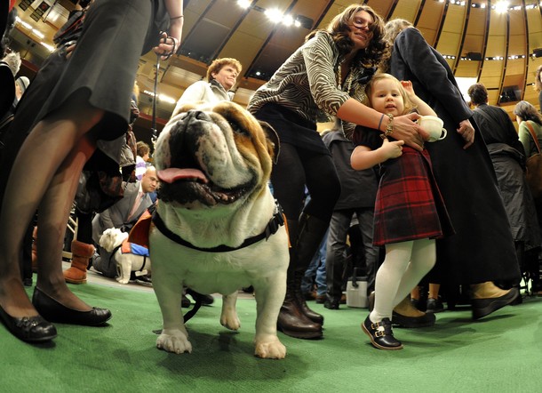 westminster_dog_kennel_show_52.jpg