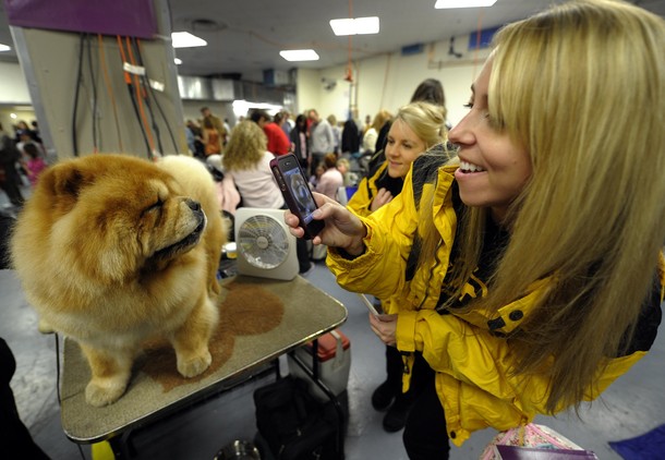 westminster_dog_kennel_show_54.jpg