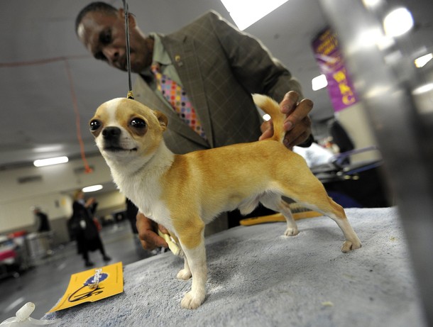 westminster_dog_kennel_show_57.jpg