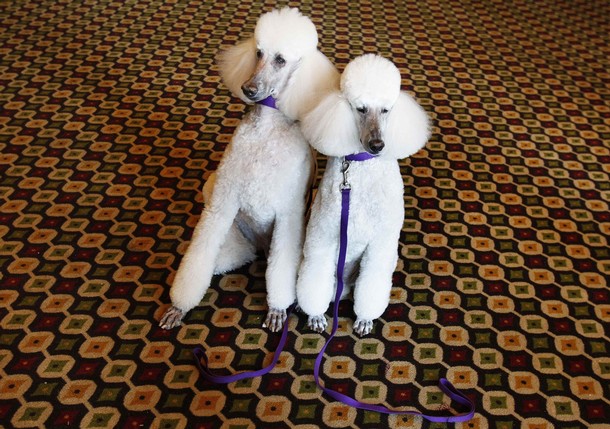 135th Westminster Kennel Club Dog Show in New York