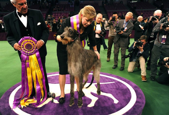 westminster_dog_kennel_show_best_in_show_scottish_deerhound_hickory.jpg