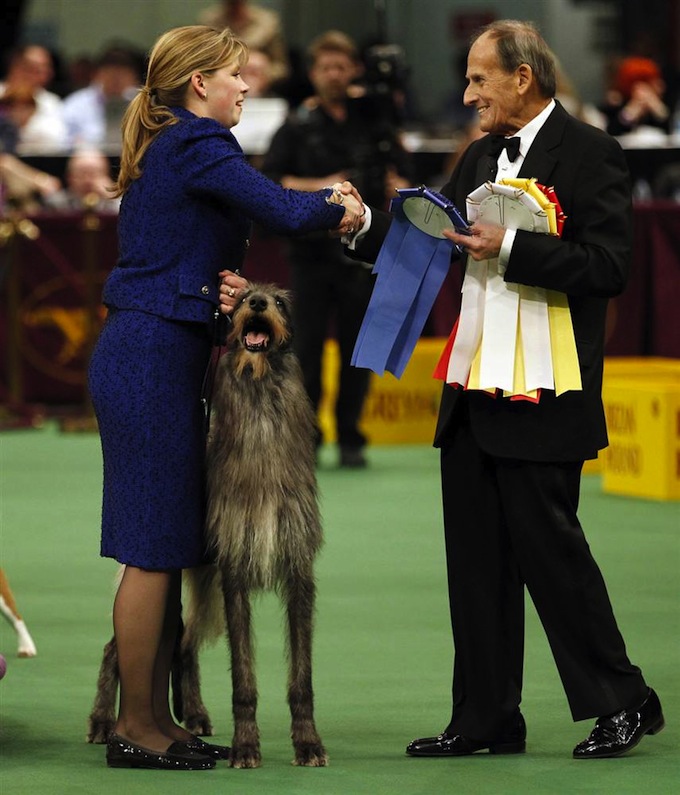 Best in Show winner Hickory, a Scottish Deerhound breed