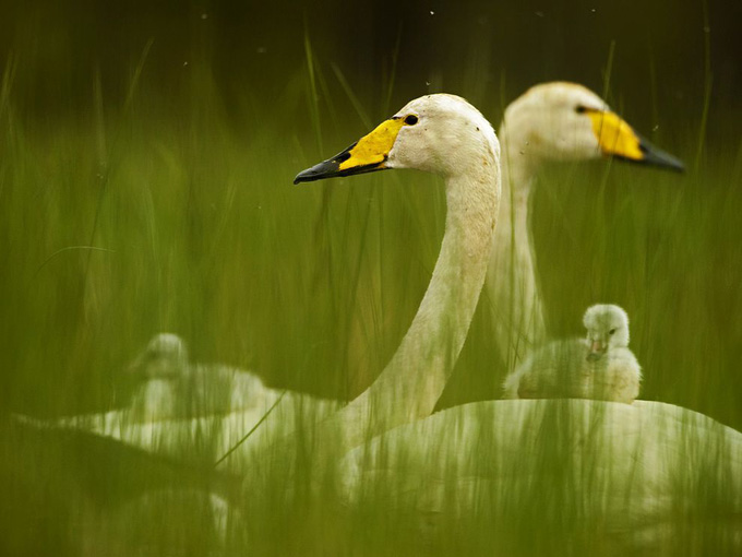 whooper-swan-family_31796_990x742.jpg